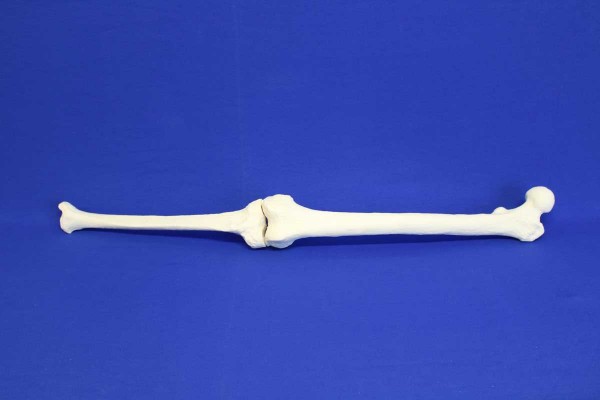 FEMUR AND TIBIA SOLID FOAM LEFT