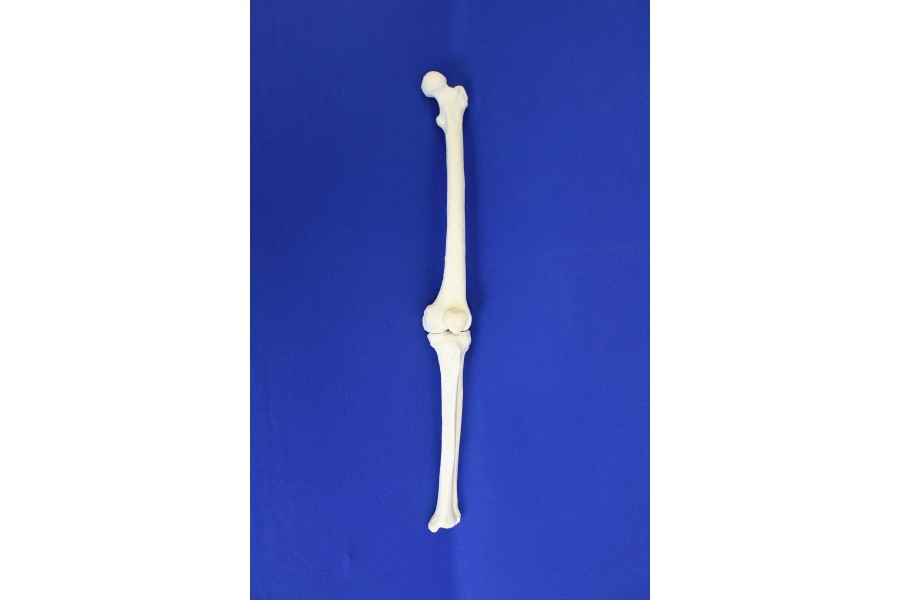 FEMUR-TIBIA-PATELLA SOLID FOAM RIGHT