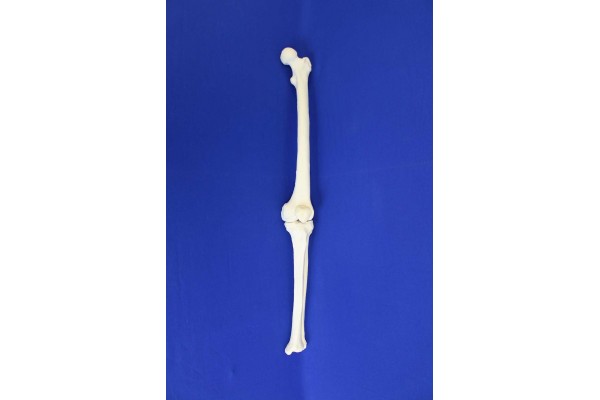 FEMUR-TIBIA-PATELLA SOLID FOAM RIGHT