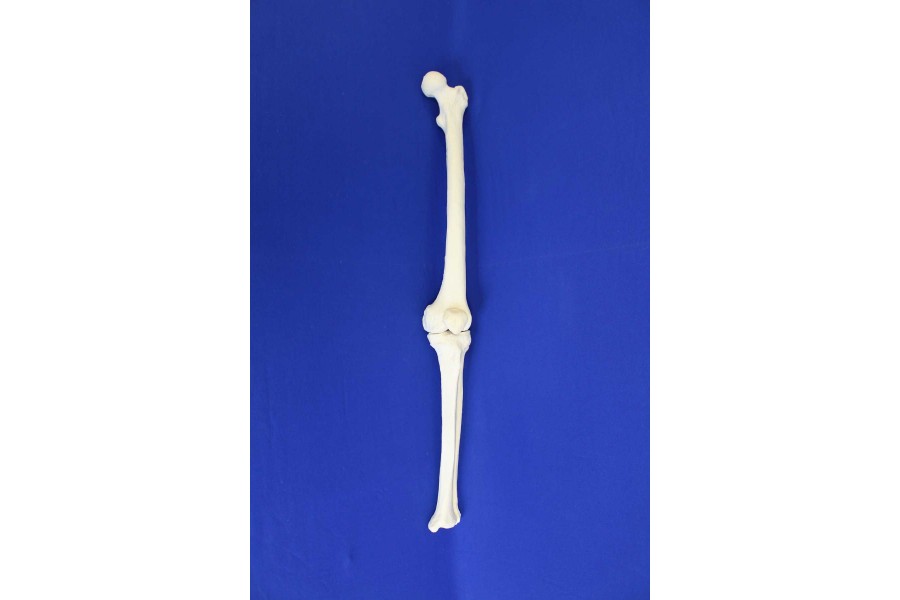 FEMUR-TIBIA-PATELLA- SOLID FOAM LEFT