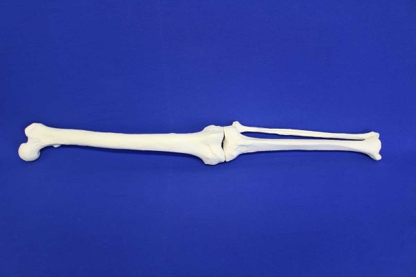 FEMUR-TIBIA-FIBULA SOLID FOAM LEFT