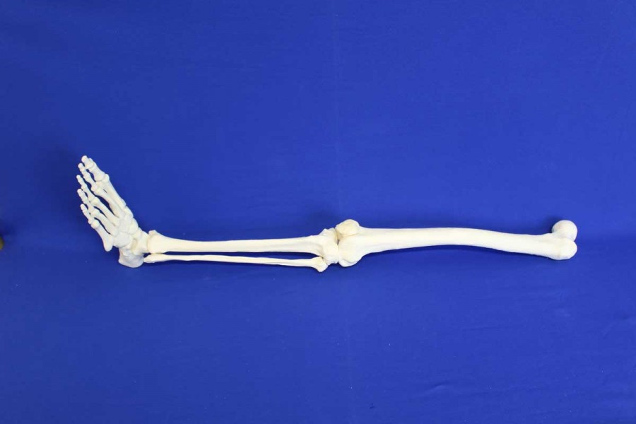 Fémur, tibia, fibula, Patella et Pied Solid Foam