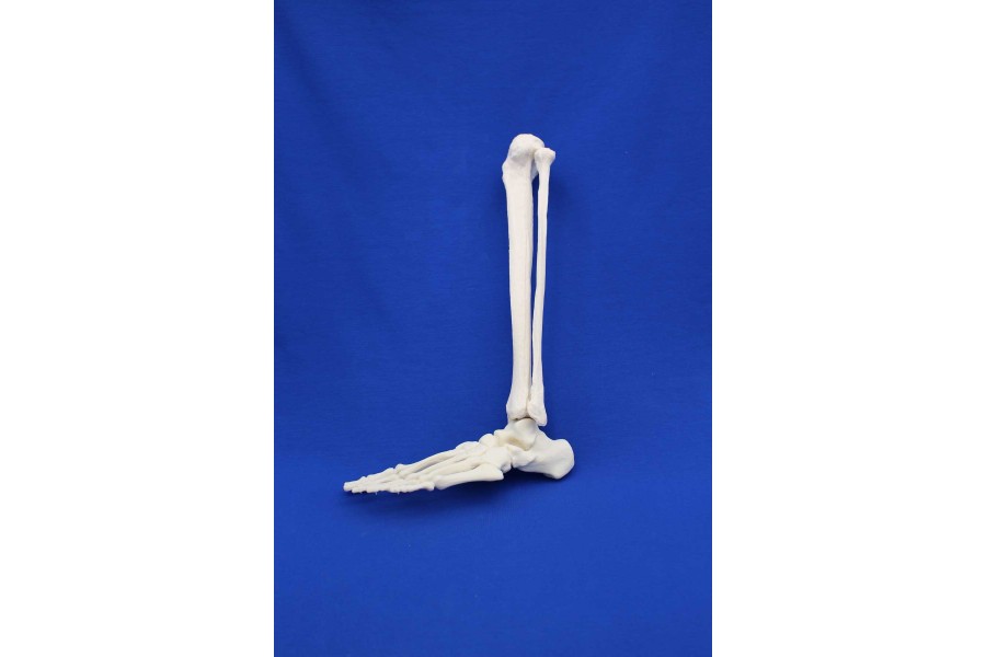 Pied, Tibia et fibula solid foam