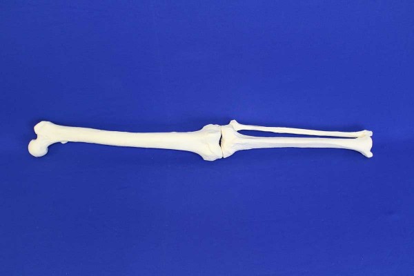 FEMUR-TIBIA-FIBULA-PATELLA  SOLID FOAM LEFT