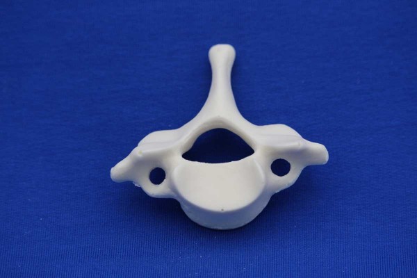 VERTEBRA C7 SOLID FOAM