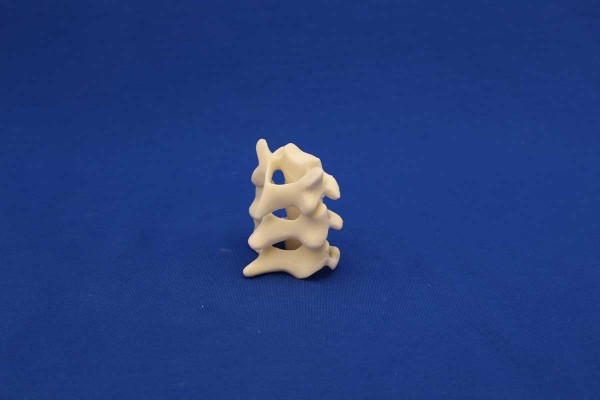 PARTIAL CERVICAL SPINE C4/C6 SOLID FOAM