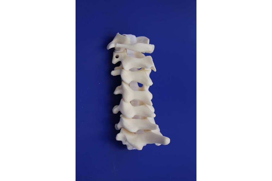 Rachis Cervical C1/C7 Solid Foam