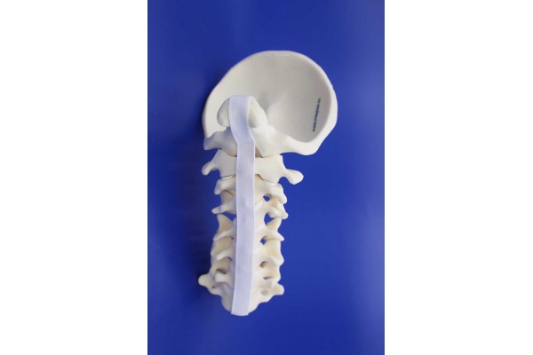 CERVICAL SPINE OCCIPUT-C7 SOLID FOAM