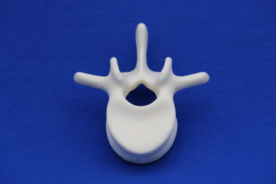 VERTEBRA L1 SOLID FOAM