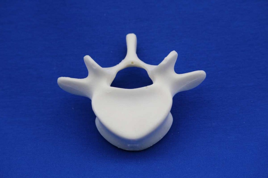 VERTEBRA L5 SOLID FOAM