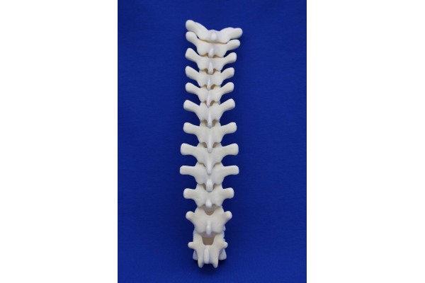 THORACIC SPINE T1/T12 SOLID FOAM