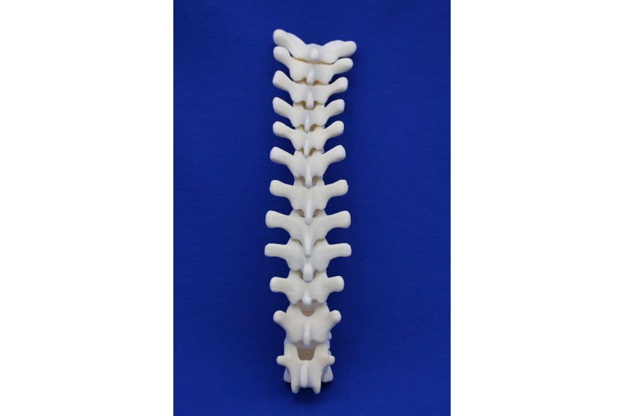 THORACIC SPINE T1/T12 SOLID FOAM