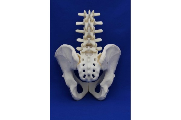 L1/SACRUM WITH PELVIS SOLID FOAM