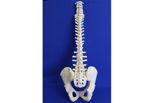 SPINE C1/SACRUM AND PELVIS SOLID FOAM