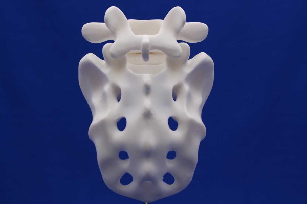 Rachis L5/Sacrum White Resin