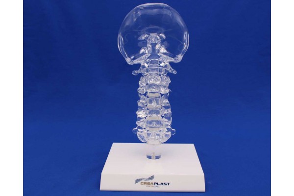 Clearbone Cervical Occiput / C7 avec base