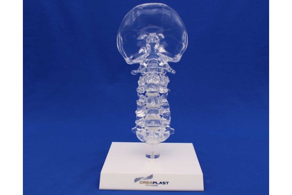 Clearbone cervical occiput/C7 with base