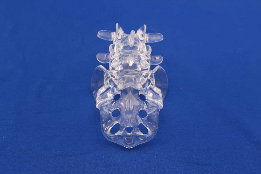 Clearbone L4/sacrum