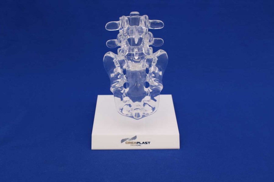 Clearbone L4/Sacrum with base