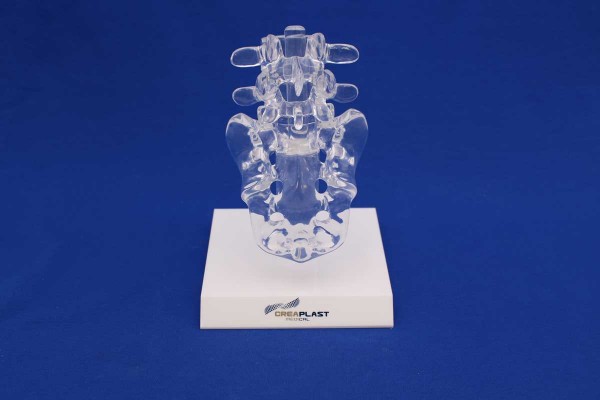 Clearbone L4/Sacrum avec base