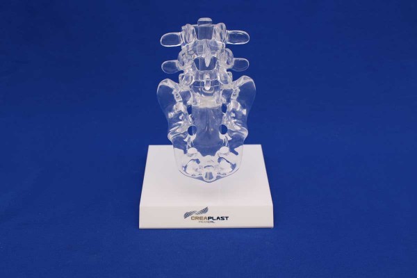 Clearbone L4/Sacrum with base