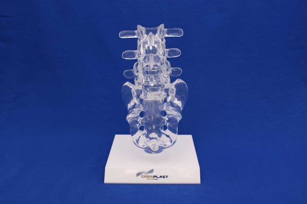 Clearbone L3/Sacrum avec base