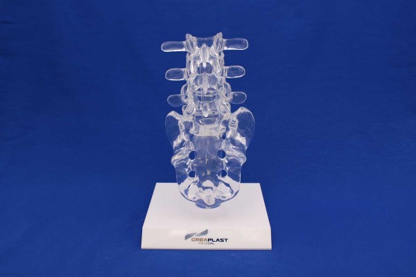 Clearbone L3/Sacrum with base
