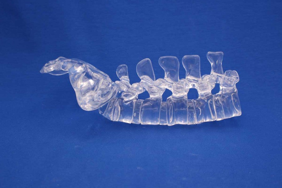 Clearbone L1/Sacrum