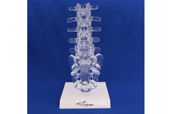 Clearbone lumbar L1/sacrum with base