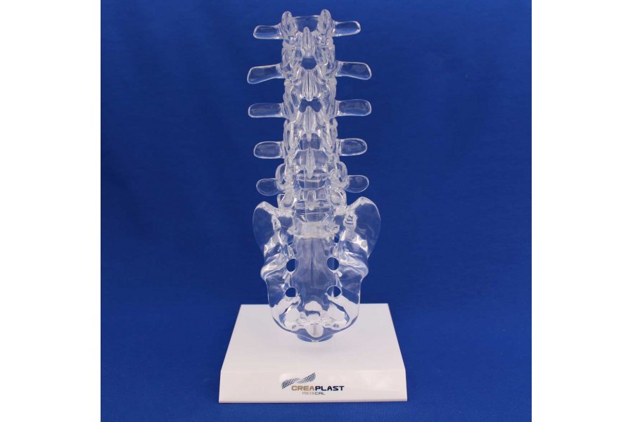 Clearbone lumbar L1/sacrum with base