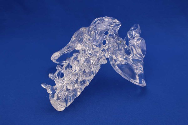 Clearbone L1/Sacrum with pelvis