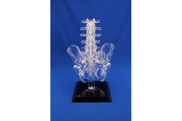 Clearbone L1/Sacrum with pelvis and base