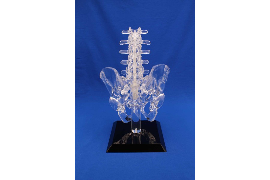 Clearbone L1/Sacrum with pelvis and base