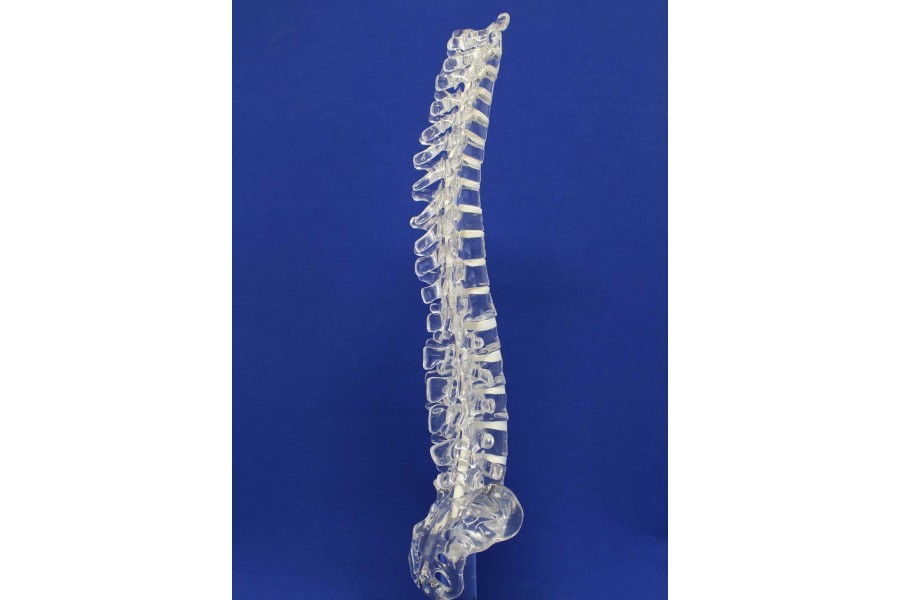 Clearbone T1/sacrum avec base