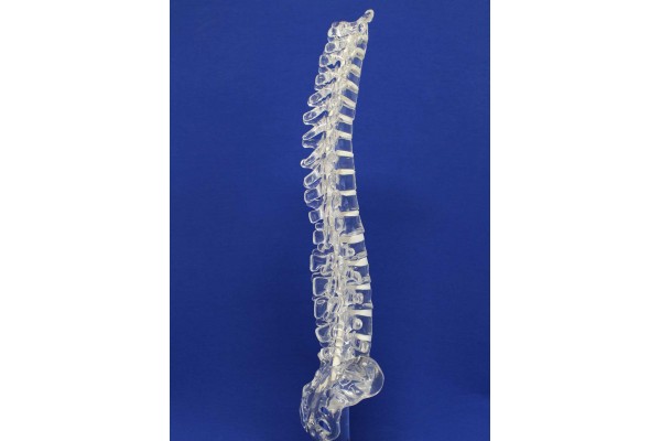 Clearbone T1/sacrum with base