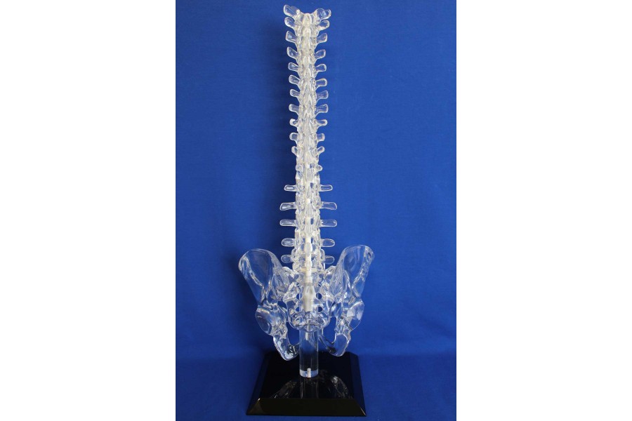 Clearbone T1/sacrum and pelvis