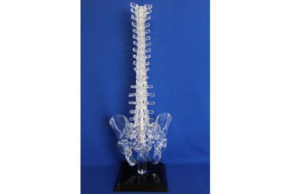 Clearbone T1/Sacrum avec base