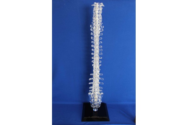 Clearbone C1/Sacrum avec base