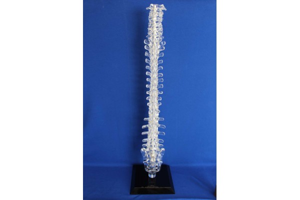 Clearbone C1/Sacrum with base