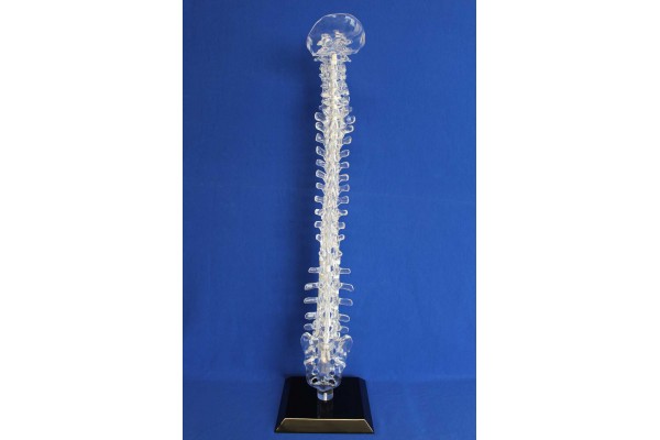 Clearbone occiput/sacrum with base