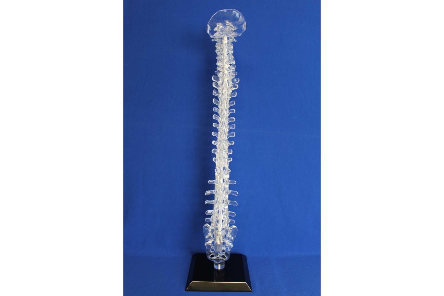Clearbone occiput/sacrum with base
