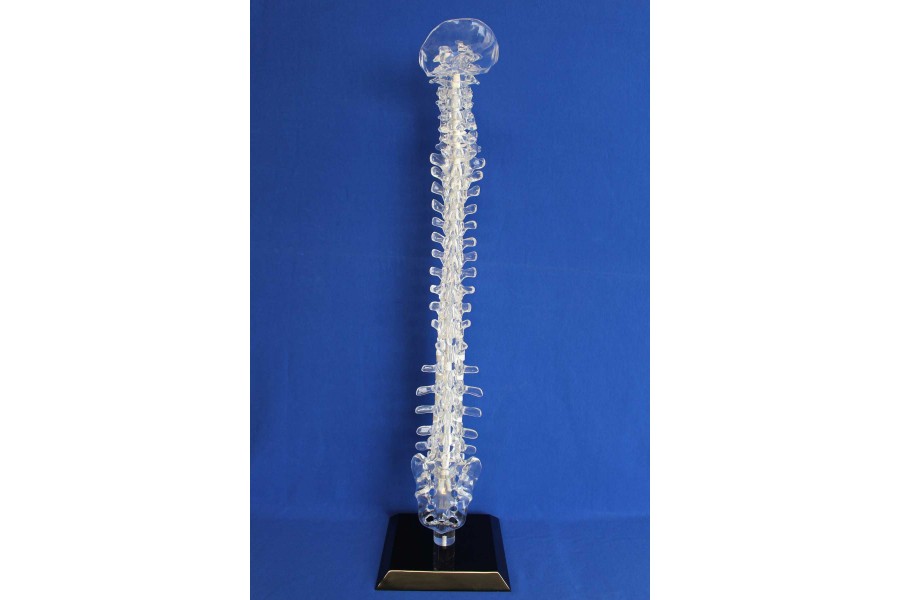 Clearbone Occiput/Sacrum