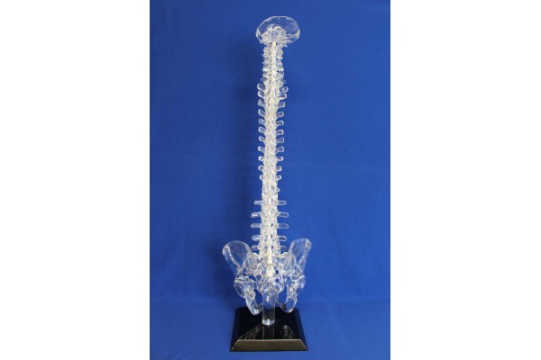 Occiput /sacrum avec pelvis solid clear plastic + base