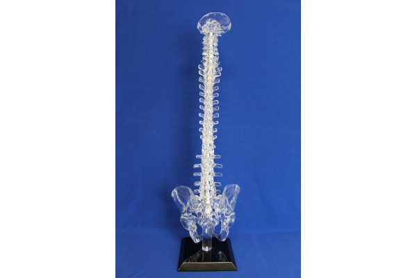 Clearbone Occiput/sacrum with pelvis and base
