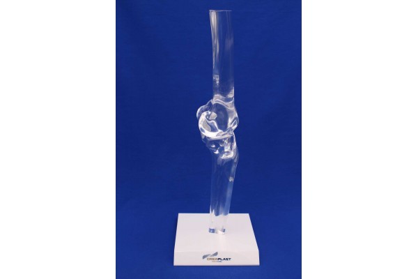 clearbone knee