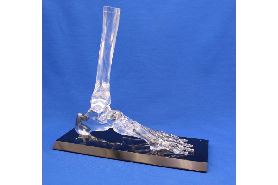 Clearbone foot and anckle and base