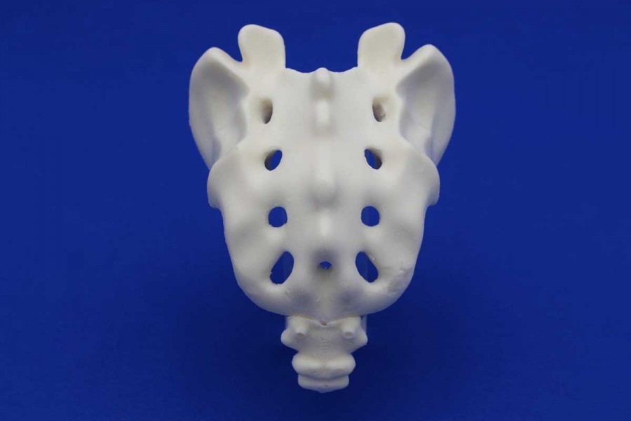 SACRUM WITH COCCYX SOLID FOAM