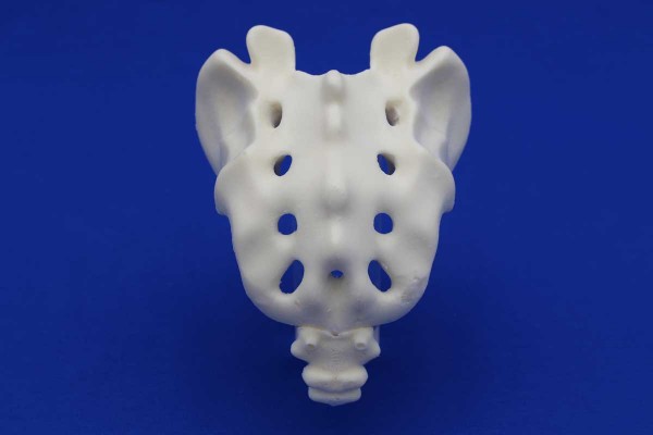 Sacrum avec Coccyx Solid Foam