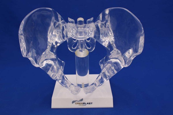 Clearbone full pelvis with base