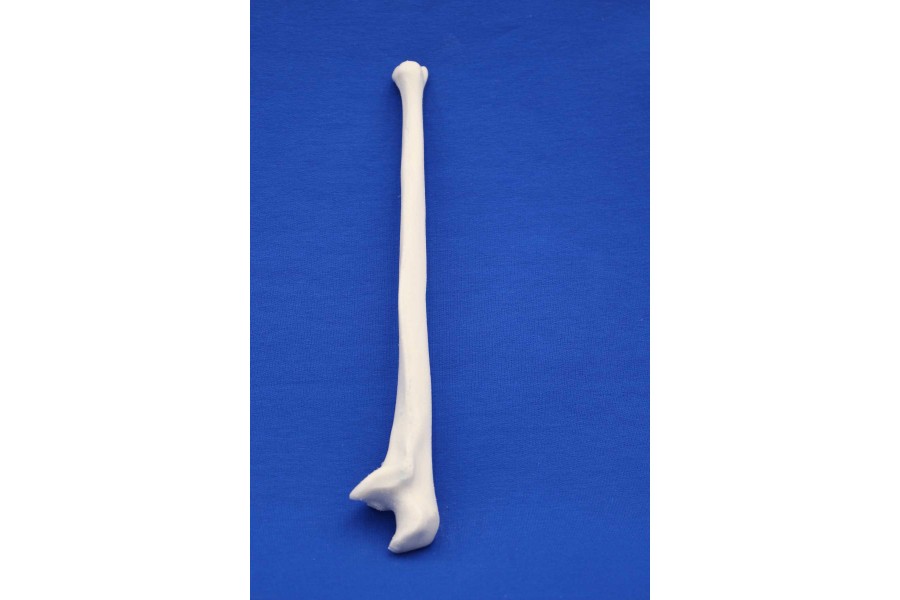 Ulna Solid Foam